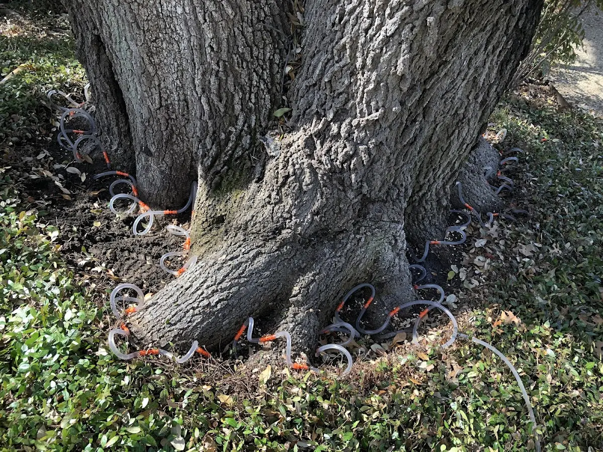Detailed Tree Cabling and Bracing job site in Sidon