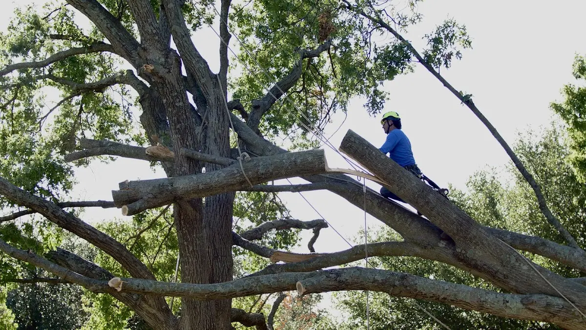 Professional Crown Thinning performed by certified arborists in Sidon